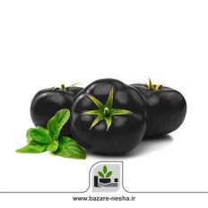 بذر گوجه فرنگی سیاه