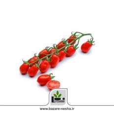 بذر گوجه فرنگی خوشه ای داترینو