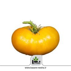 بذر گوجه فرنگی آزویچکا