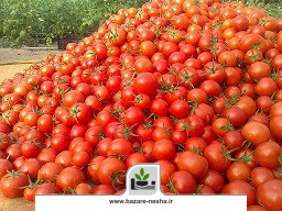 گلخانه مناسب برای کاشت بذر گوجه فرنگی گلخانه ای