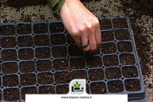 استفاده از خاک کوکوپیت در سینی نشا