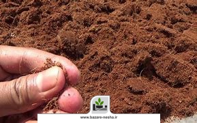 تقویت گیاهان آپارتمانی با خاک کوکوپیت