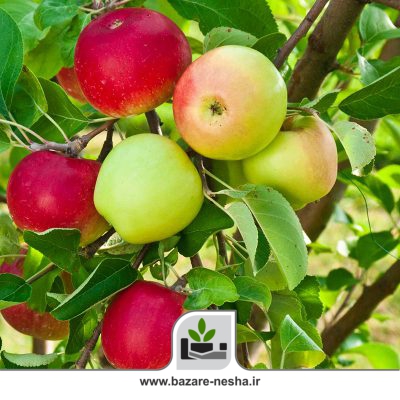 برنامه تغذیه درخت سیب