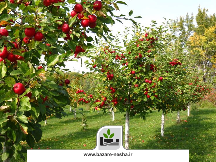 برنامه تغذیه درخت سیب